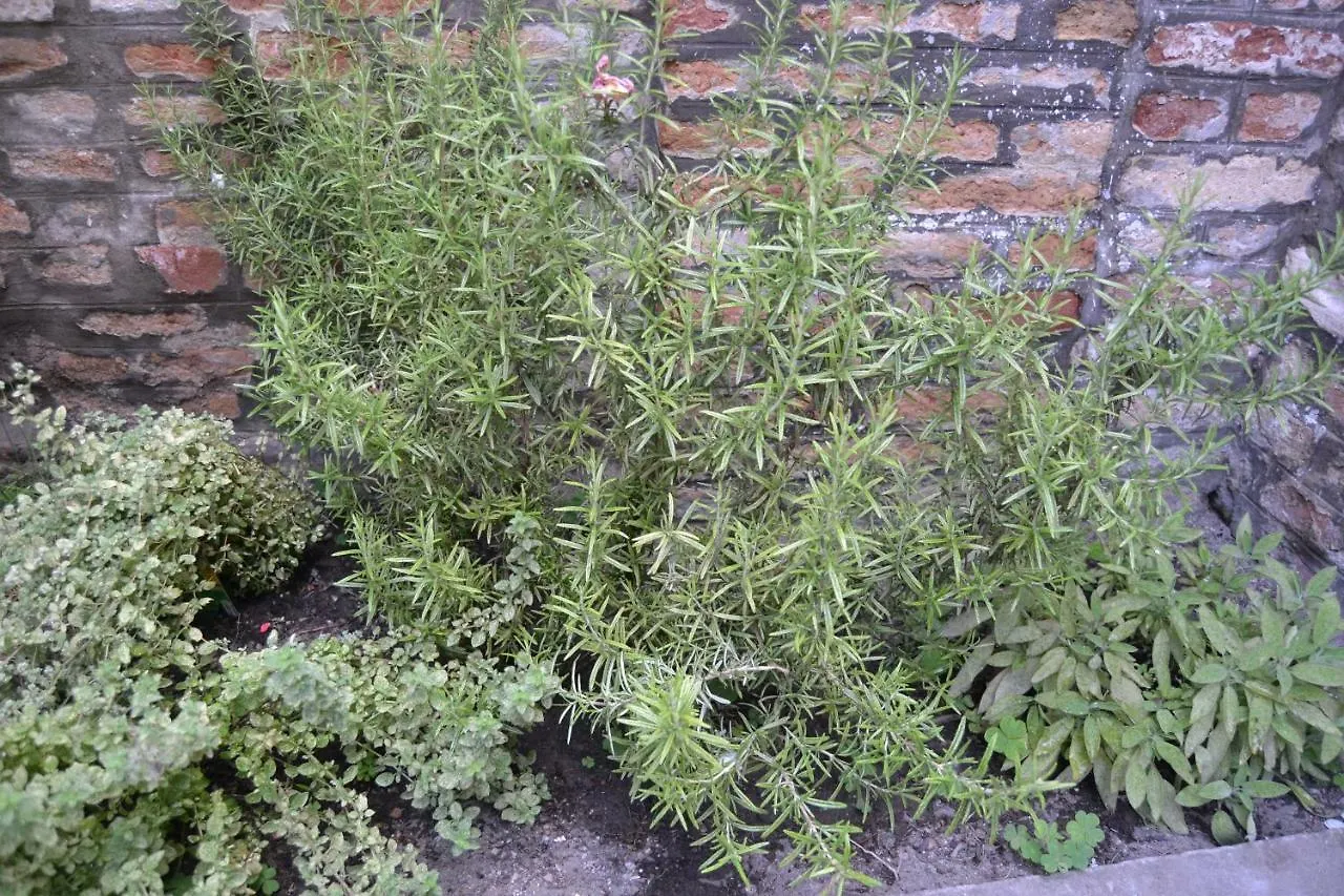 Ca' Ermina & Garden Apartment Venice